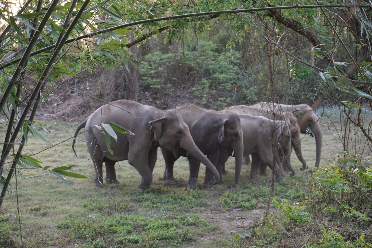 Tiger Tops Tharu Lodge Chitwan Exteriör bild