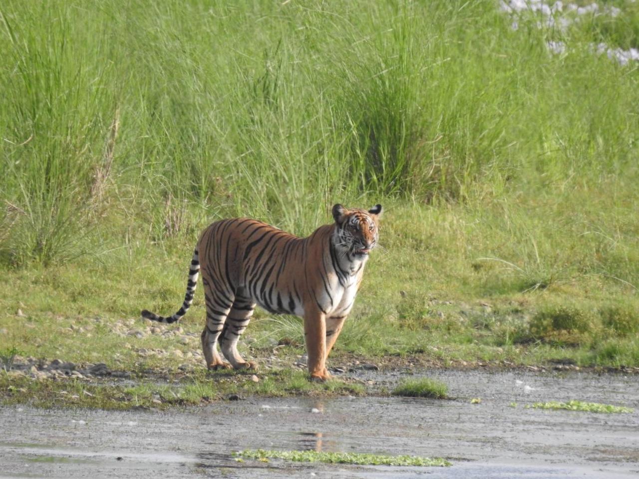 Tiger Tops Tharu Lodge Chitwan Exteriör bild