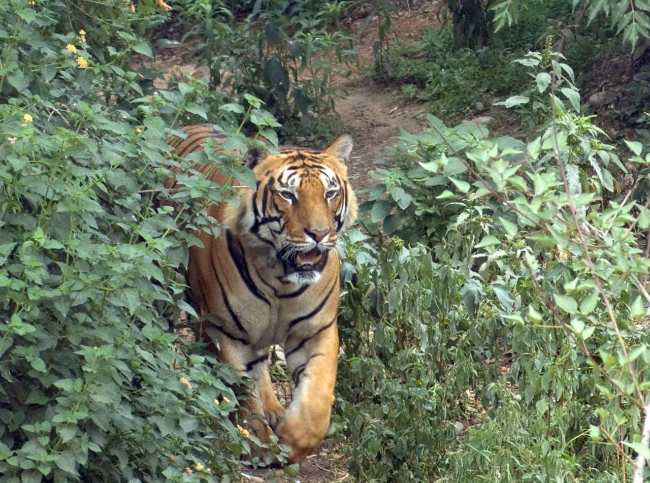 Tiger Tops Tharu Lodge Chitwan Exteriör bild