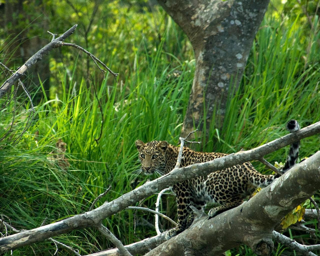 Tiger Tops Tharu Lodge Chitwan Exteriör bild